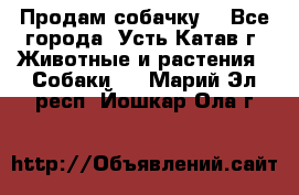 Продам собачку  - Все города, Усть-Катав г. Животные и растения » Собаки   . Марий Эл респ.,Йошкар-Ола г.